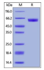 Human PD-1, Mouse IgG2a Fc Tag (HPLC-verified) on SDS-PAGE under reducing (R) condition. The gel was stained overnight with Coomassie Blue. The purity of the protein is greater than 95%.